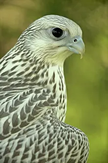 Rusticolus: Gyrfalcon - juvenile