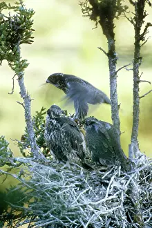 Exercising: Gyrfalcon Learning to Fly