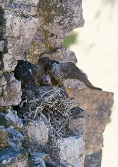 Rusticolus: Gyrfalcon - pair at nest on rock ledge