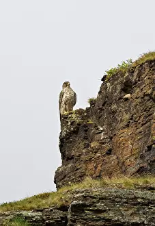Rick: Gyrfalcon - perched on a cliff face along the open Tundra