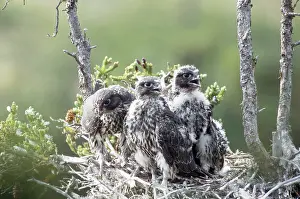 Moulting: Gyrfalcons in Nest