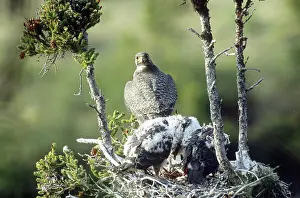 Moulting: Gyrfalcons in Nest