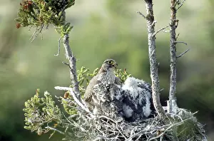 Moulting: Gyrfalcons in Nest