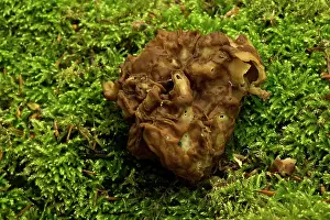 Parma: Gyromitra parma, a fungus in the Discinaceae family