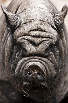 Scrofa: H&, x4ba7;ebauchDomestic Pig (Sus scrofa domestica)