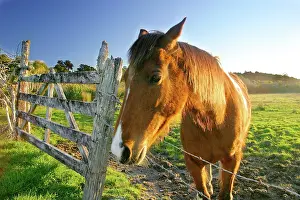 Barbed: Haast, New Zealand. A horse ranch in New