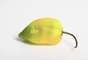 Peppers: Habanero Chili Pepper