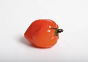 Peppers: Habanero Chili Pepper