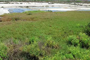 Conversion: Habitat destruction