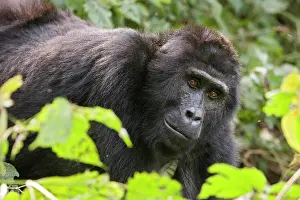 Leipzig: Habituated group of mountain gorillas (Gorilla beringei