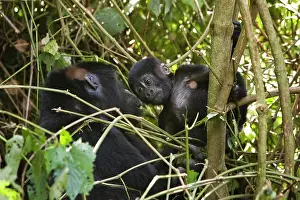 Leipzig: Habituated group of mountain gorillas (Gorilla beringei