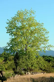 Celtis: Hackberry, Labeaume, Ardeche, France