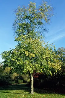 Celtis: Hackberry / Nettle Tree