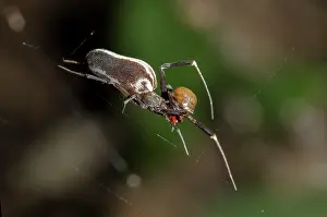 Wrapped: Hackled Orb-weaver Spider - with silk-wrapped prey