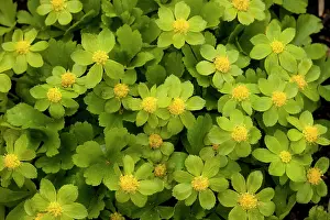 Epipactis: Hacquetia epipactis
