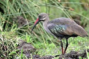 Hadada: Hadada / Hadeda Ibis