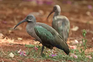 Ibises: hadada or hadeda ibis (Bostrychia hagedash), Kenya