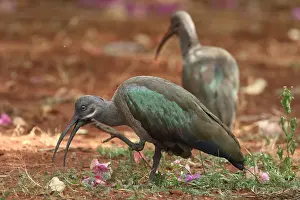 Ibises: hadada or hadeda ibis (Bostrychia hagedash), Kenya