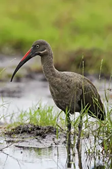Souther: Hadada Ibis