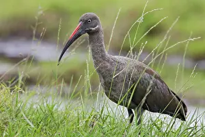 Souther: Hadada Ibis