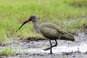 Souther: Hadada Ibis