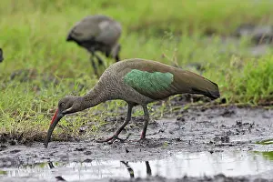 Souther: Hadada Ibis