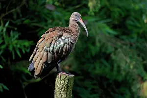 Ibis: Hadada ibis (Bostrychia hagedash), adult, perch