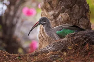 Ibis: Hadada ibis (Bostrychia hagedash) Family of ibises