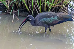 Hadada: Hadada Ibis fishing in river