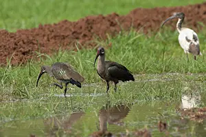 Hadada: Hadada Ibis - in swamp