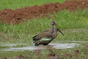 Hadada: Hadada Ibis - in swamp
