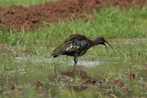 Hadada: Hadada Ibis - in swamp