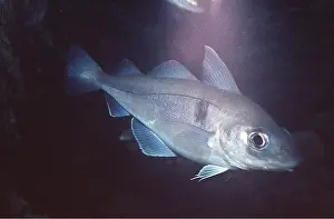 Gills: Haddock