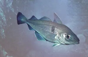 Haddock: Haddock Fish