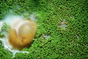 Stichodactyla: HADDONIS SEA ANEMONE - spawning