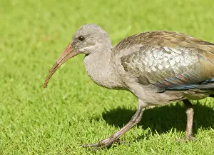 Hagedash: Hadeda Ibis - feeding on grass. Cape Town, South