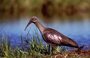 Hagedash: Hadeda IBIS - mud on beak