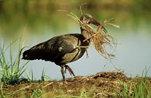Hagedash: Hadeda Ibis - with nest material
