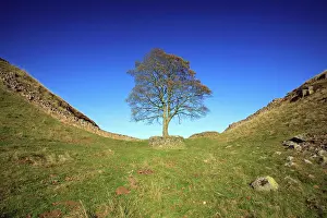 Steel: Hadrian's Wall - Sycamore Gap, beside Steel Rig, autumn