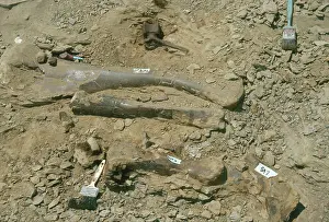 Tools: Hadrosaur Bones
