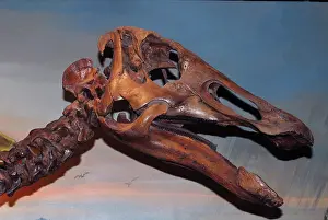 Extinct: Hadrosaur or Duck-billed Dinosau