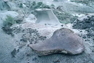Dinosaur: Hadrosaur Limb Bone