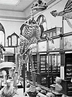Reconstruction: Hadrosaurus Reconstruction, 1898