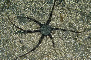 Tube: Haeckeli Anemone - amongst Foraminifera (Foraminifera