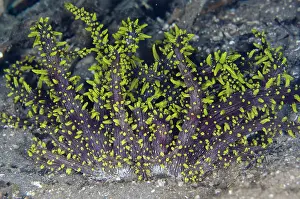 Ghost: Haeckeli Anemone - Ghost Bay dive site, Amed, Karangasem