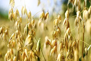 Grain: Haferfeld in Hamburg, Germany