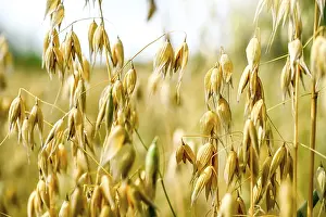 Grain: Haferfeld in Hamburg, Germany
