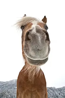 Haflinger: Haflinger, domestic horse (Equus ferus caballus)