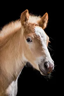 Stubai: Haflinger Foal stallion, Stubai Valley, Tyrol, &, x5b3;trreic