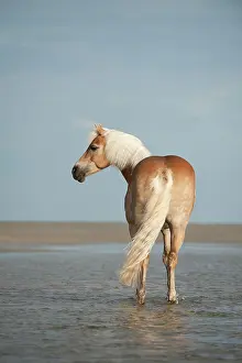 Ording: Haflinger horse on the beach, St. Peter-Ording